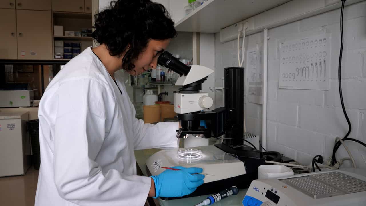 Author Spotlight: Using Zebrafish to Explore Microglia Migration During Brain Development