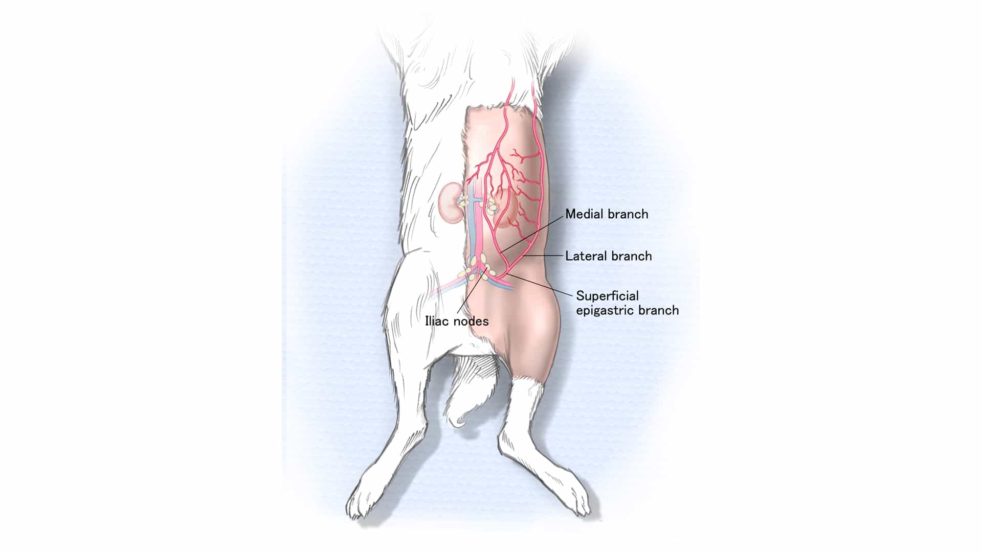The Superficial Inferior Epigastric Artery Fascia Flap for Nerve Reconstruction in Rabbits