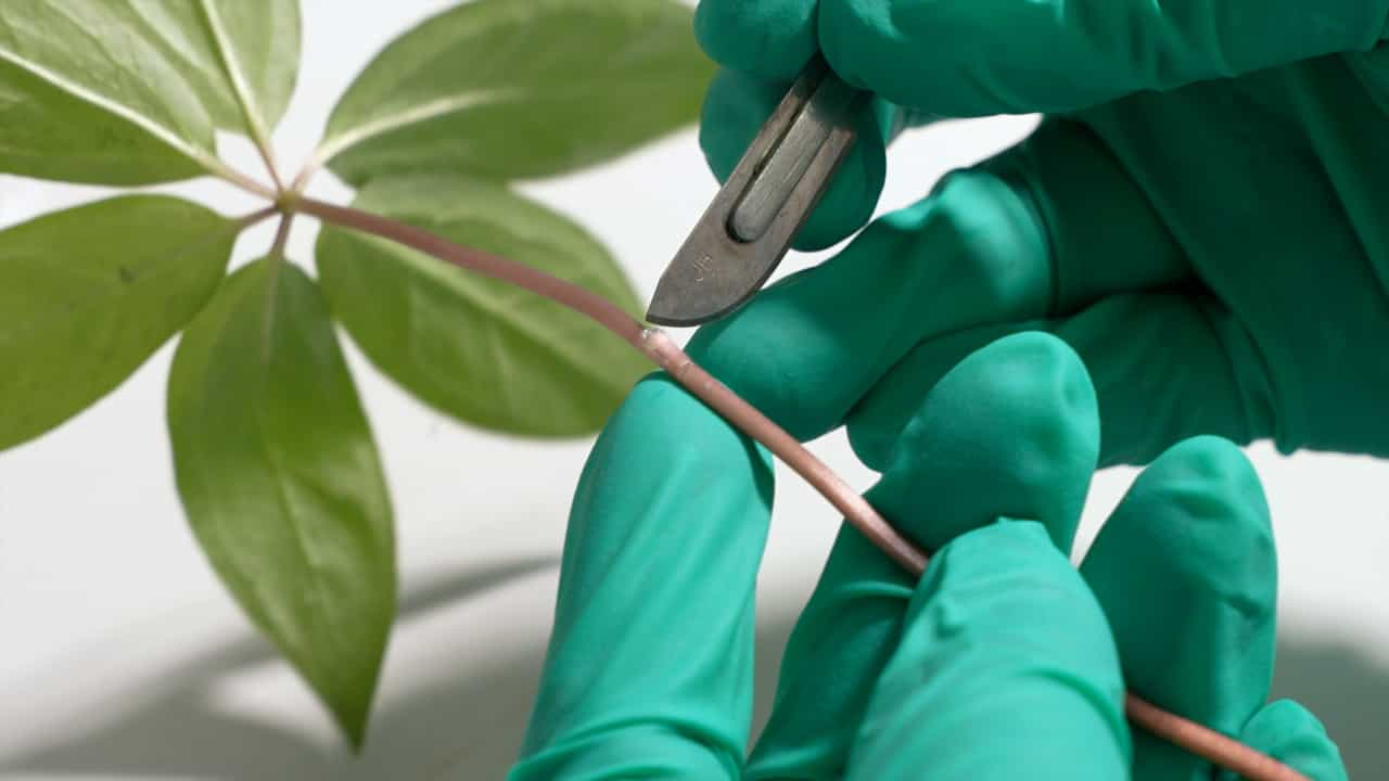 Author Spotlight: Plant Primary Organs Profiling Using 13C6-Glucose Labeling and LC-MS
