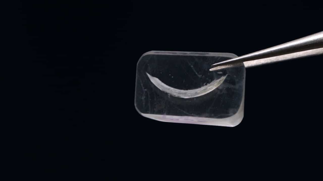 Microhardness Measurements on Tooth and Alveolar Bone in Rodent Oral Disease Models