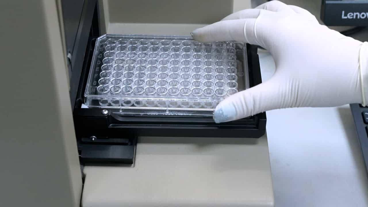 Detection of CD40 Protein-Umbelliferone Interaction via Differential Scanning Fluorescence