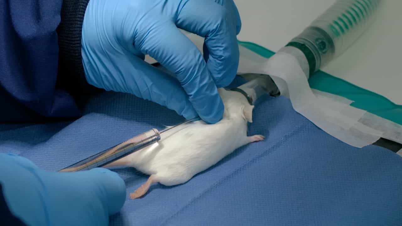 Author Spotlight: Regenerative Roles of Muscle Proteins at Neuromuscular Junction Post-Nerve Injury