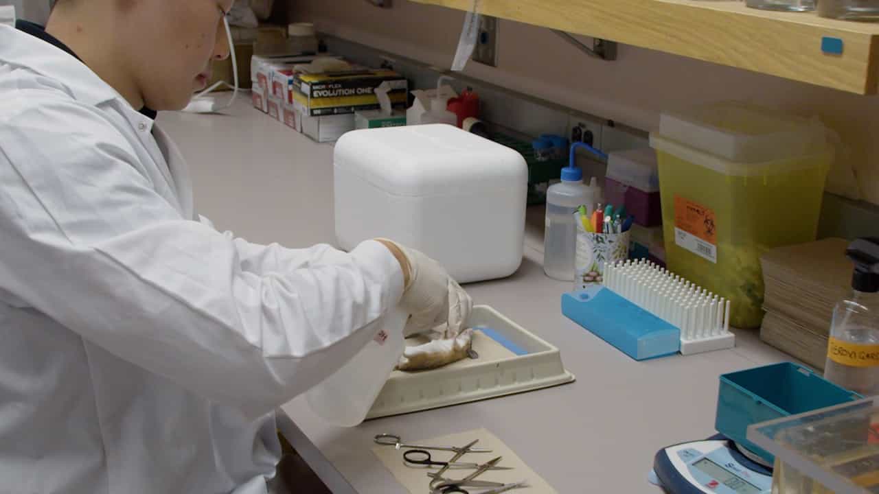 Author Spotlight: Streamlining Cell Analysis with an Innovative Protocol for Studying Spiny Mouse Models