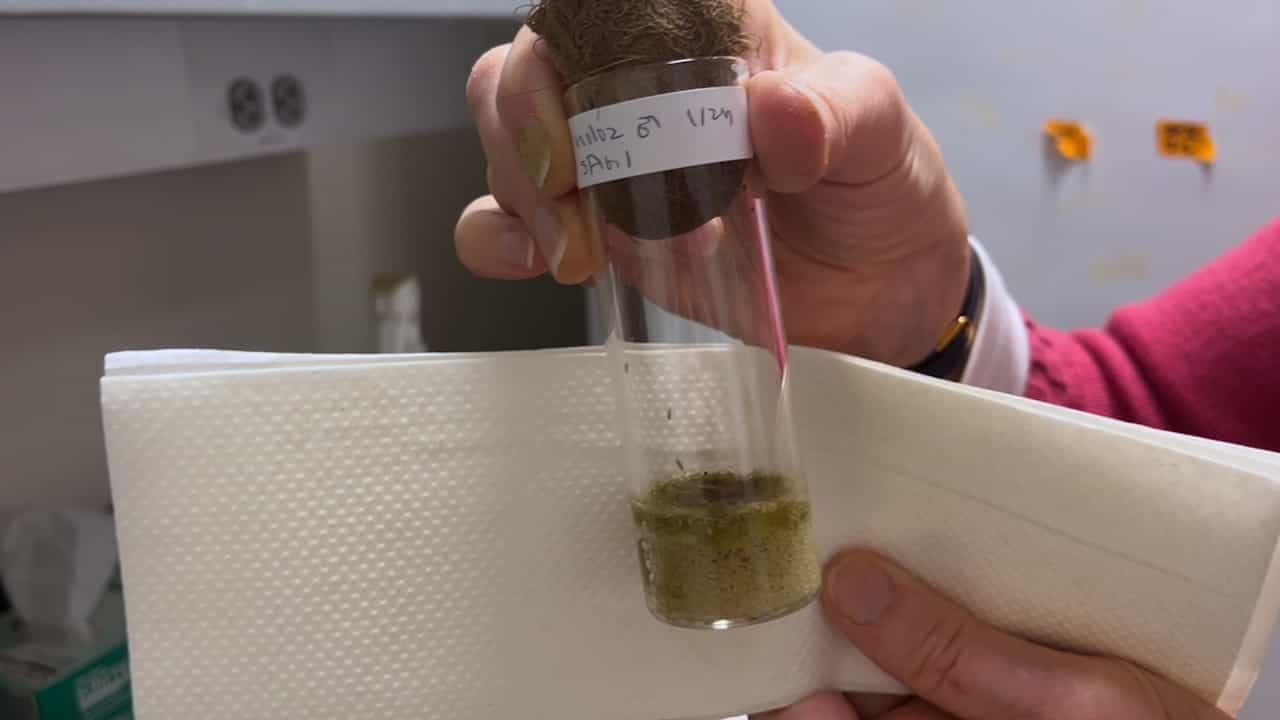 Laboratory Maintenance of the Lower Dipteran Fly Bradysia (Sciara) coprophila: A New/Old Emerging Model Organism