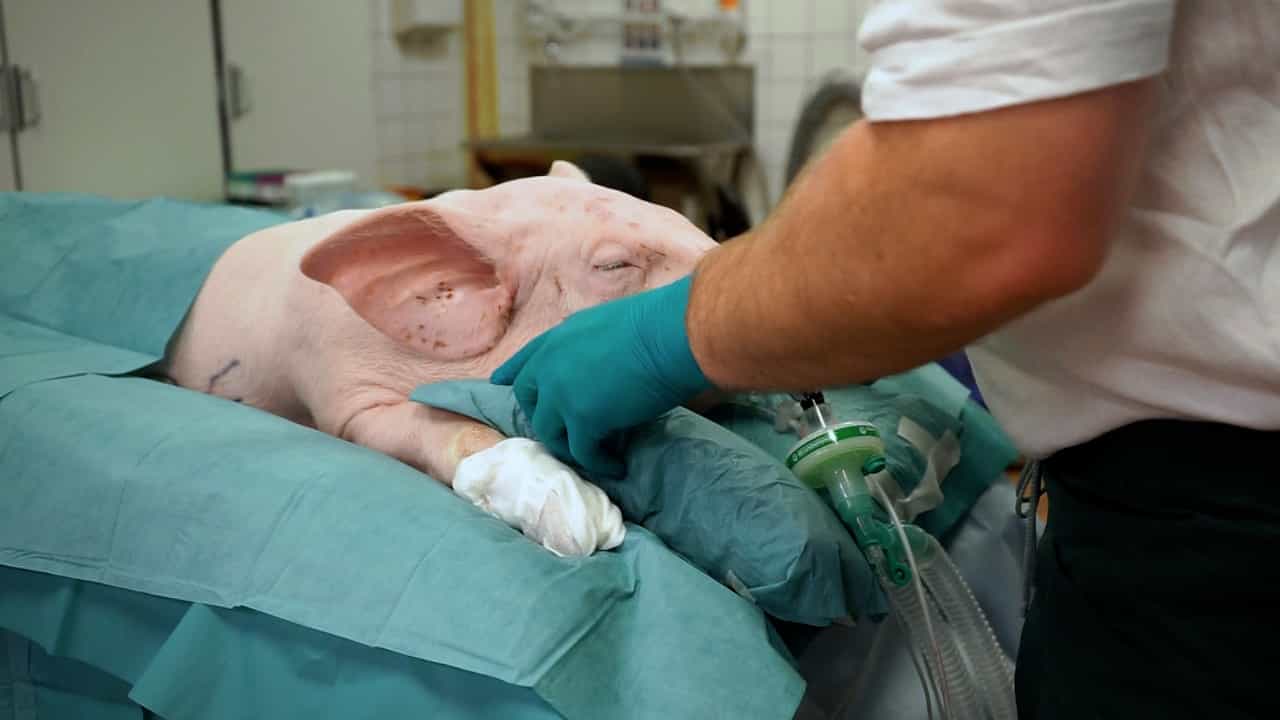 Author Spotlight: A Reproducible and Efficient Method for Accessing Porcine Brain via Craniectomy
