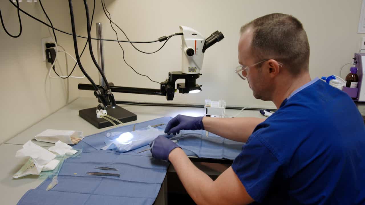 Author Spotlight: Enhanced Murine AAA Model Using Elastase to Mimic Human Aneurysms