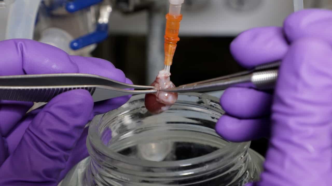 Author Spotlight: Advancing Cardiovascular Research — Tailored Langendorff Perfusion Techniques for Improved Experimental Outcomes