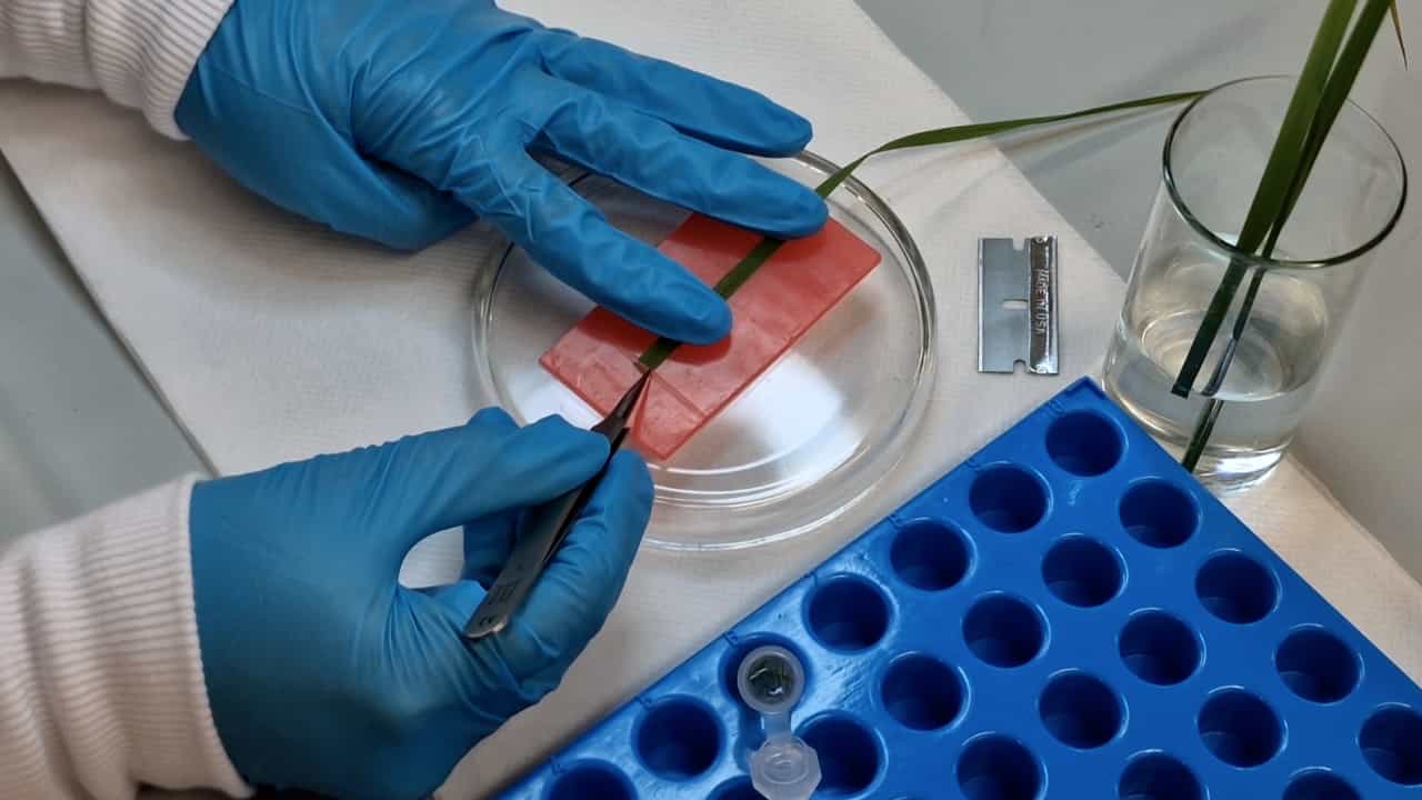Assessing Structural Traits in Triticum aestivum and Zea mays for C3 and C4 Photosynthetic Differentiation Using Free-hand and Semi-thin Sections