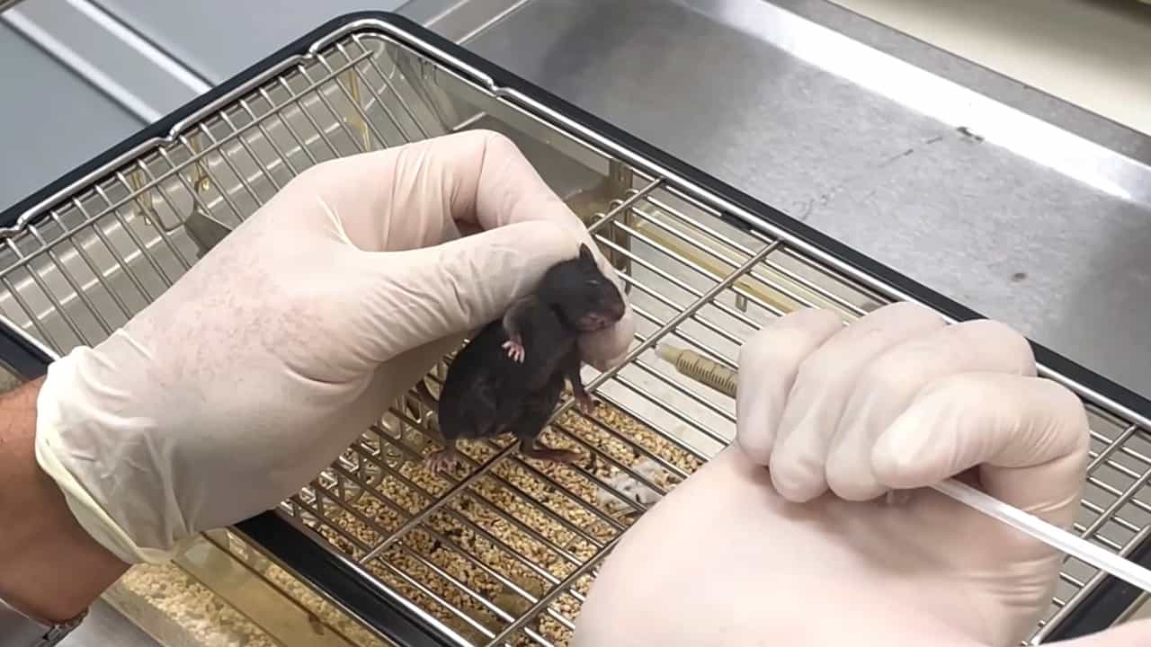 The Mouse Stroke Unit Protocol with Standardized Neurological Scoring for Translational Mouse Stroke Studies