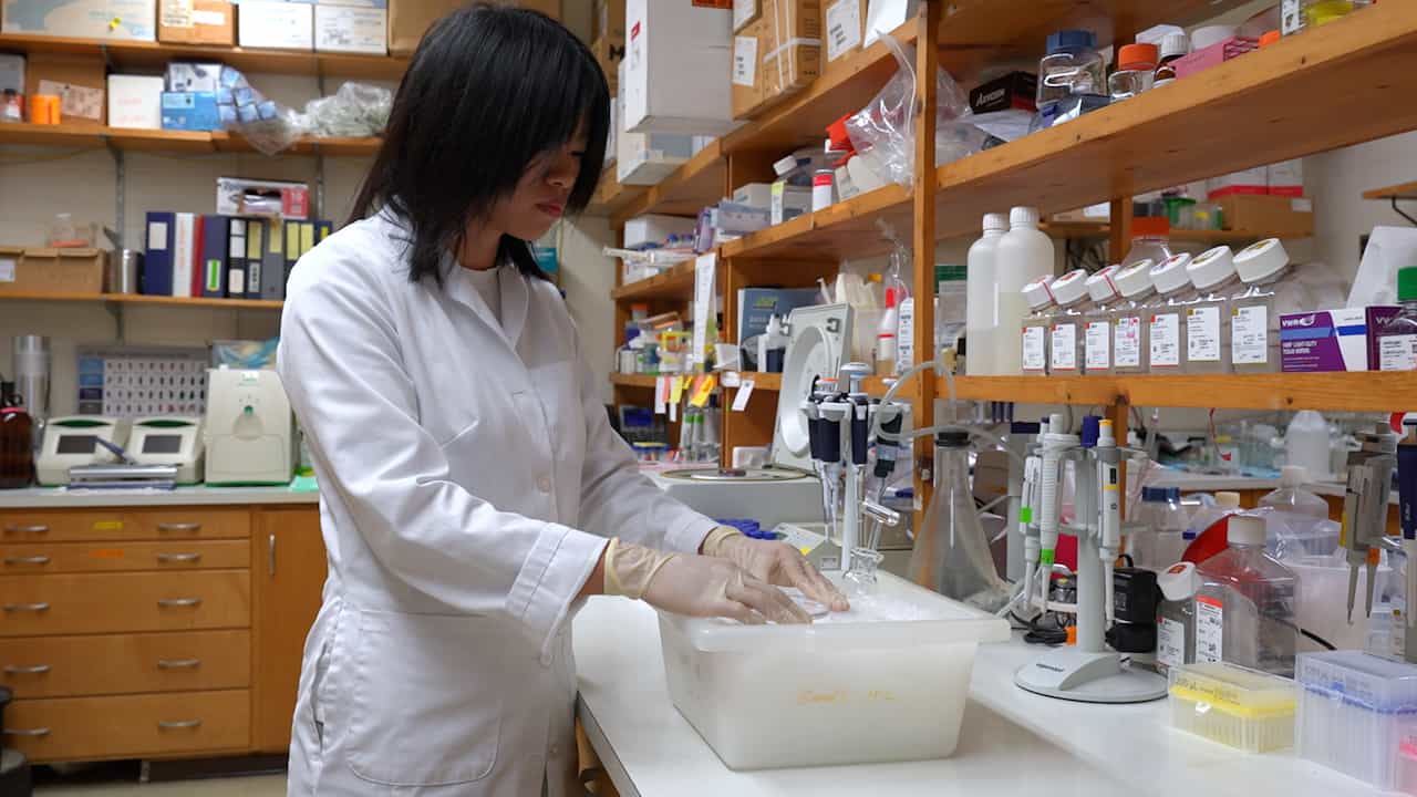 Author Spotlight: Investigating the Complex Immune Response Following Brain Ischemia