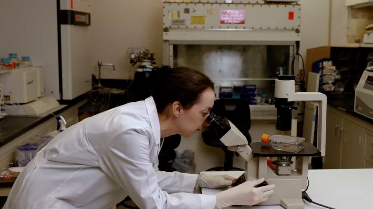Procedures for In Vitro Cultivation of Treponema pallidum, the Syphilis Spirochete