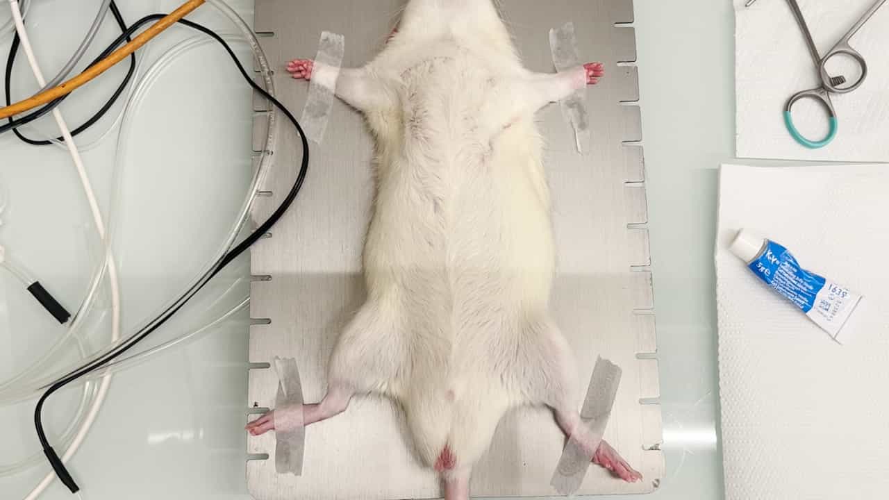 A Model of Acute Lung Injury Following Visceral Ischemia-Reperfusion by Supra-Coeliac Aortic Cross Clamping in Rats