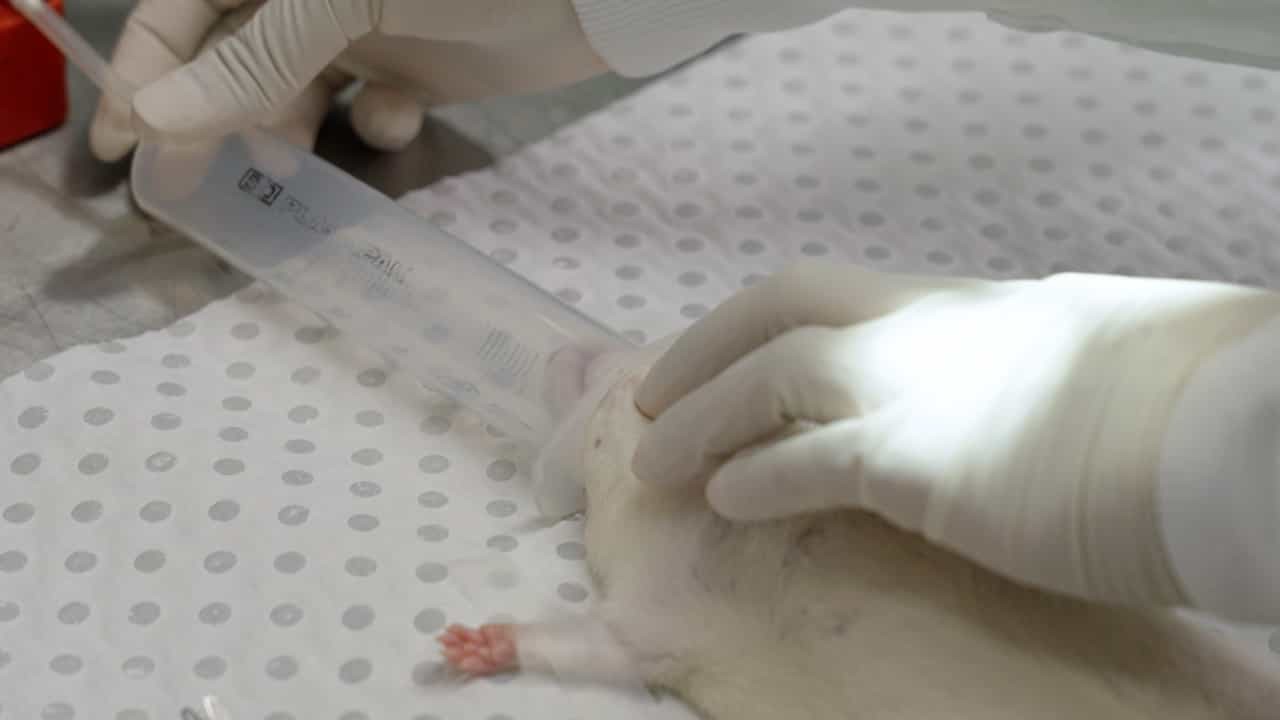 Using an Isolated Working Rat Heart Model to Test Donor Heart Preservation Strategies