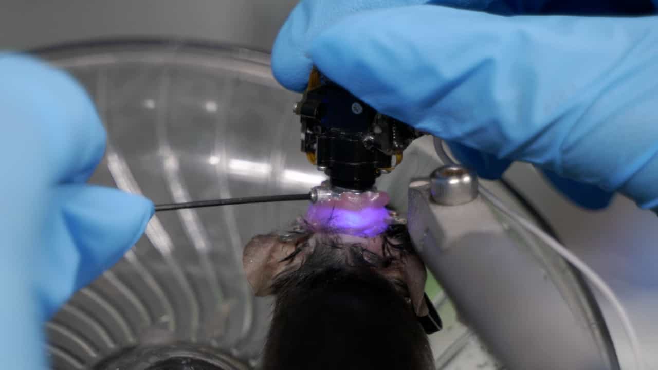 Author Spotlight: Investigating Neural Activity of Dentate Gyrus Granule Cells with Miniature Microscope