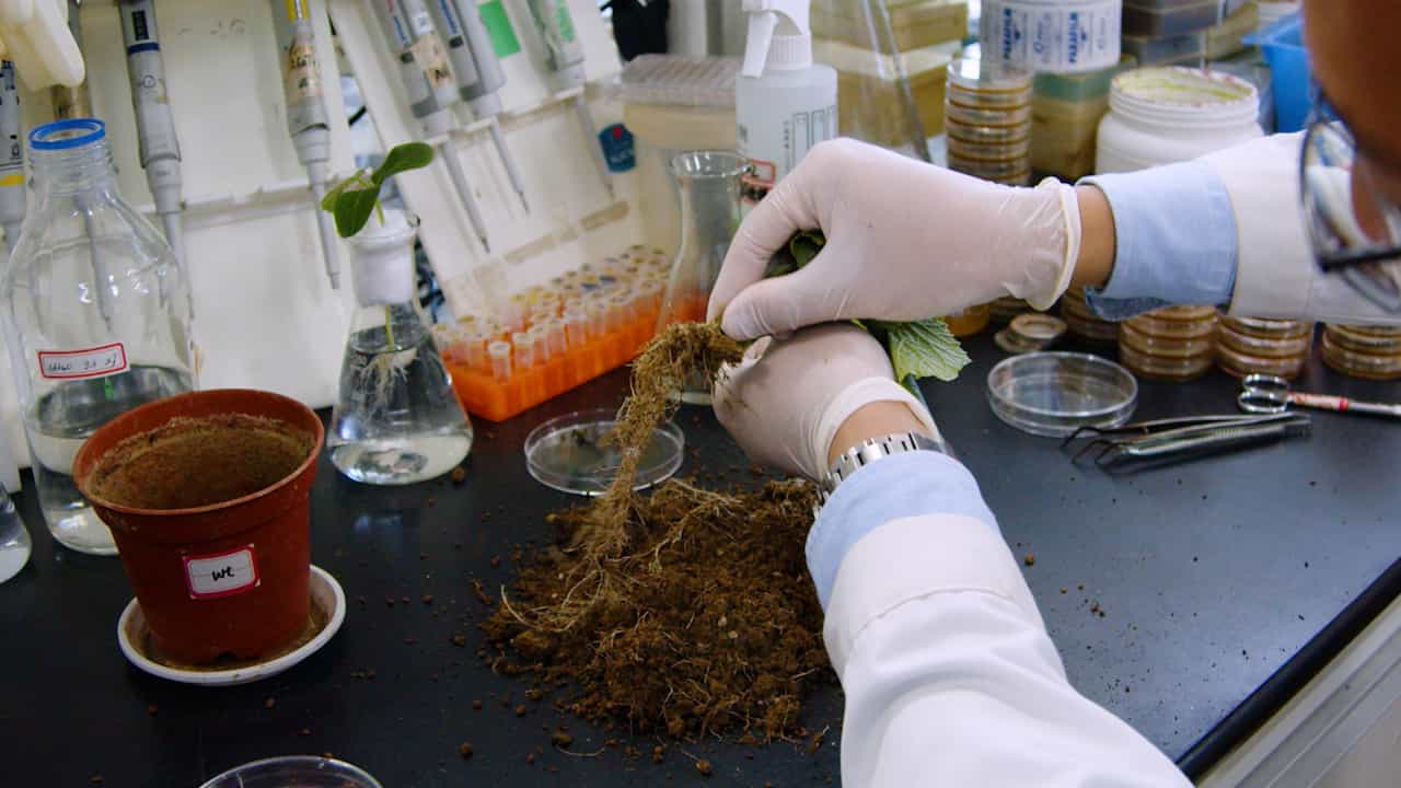 Author Spotlight: Developing Synthetic Microbial Communities for Generating Second-Generation Biofertilizers
