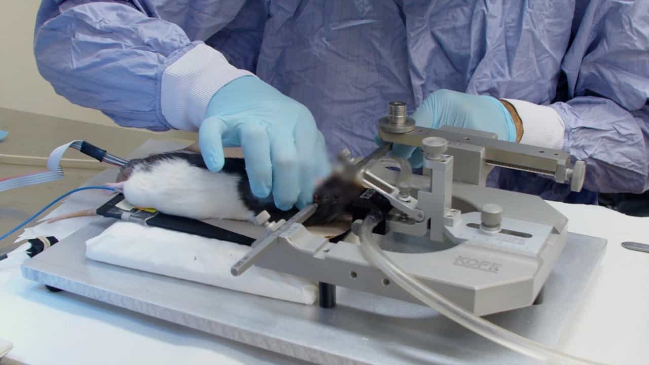 Author Spotlight: Innovative Methodology for Implanting and Securing Neural Probes in the Rodent Spinal Cord