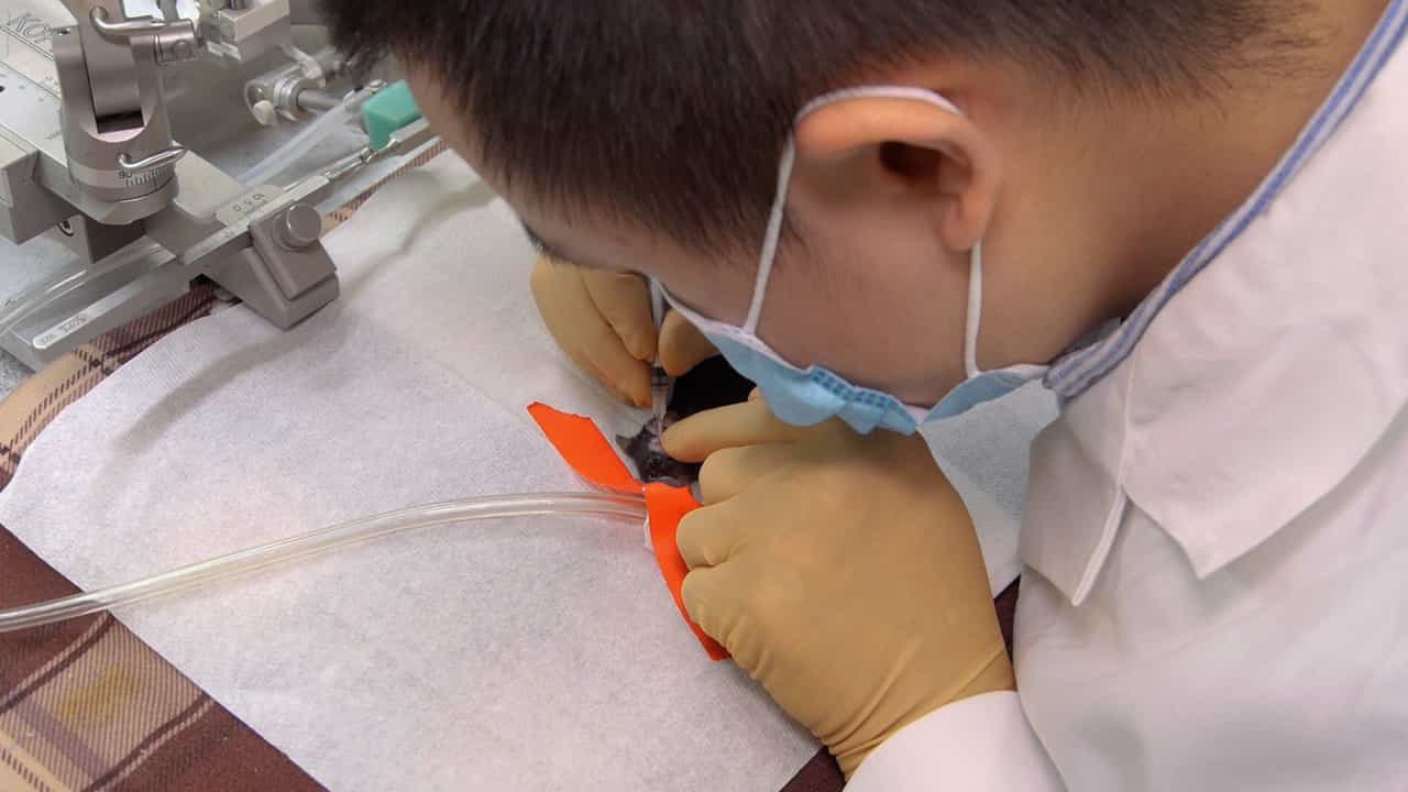 Temporomandibular Joint Pain Measurement by Bite Force and Von Frey Filament Assays in Mice