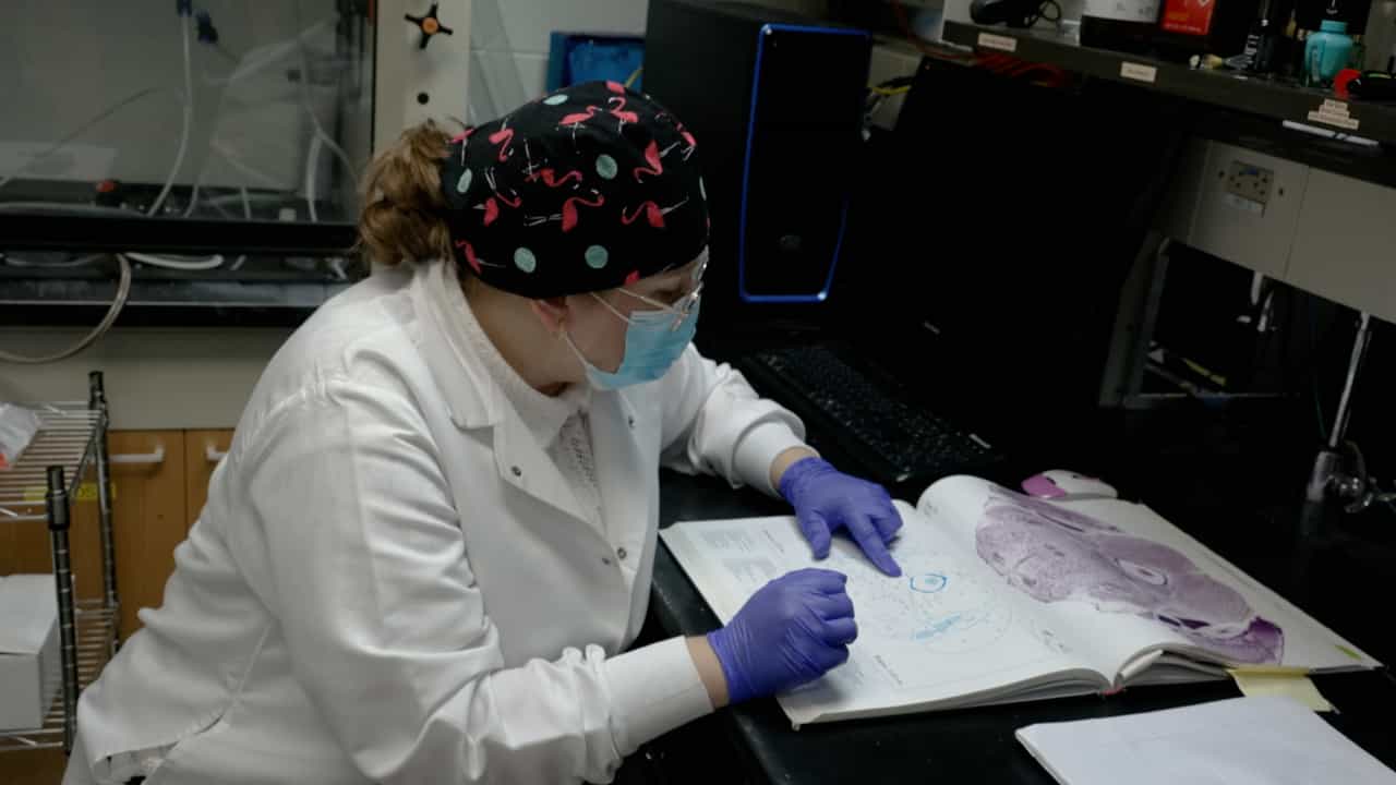 Author Spotlight: Investigating Anesthesia-Induced Sleep Pathways and Neuronal Excitability in Mice