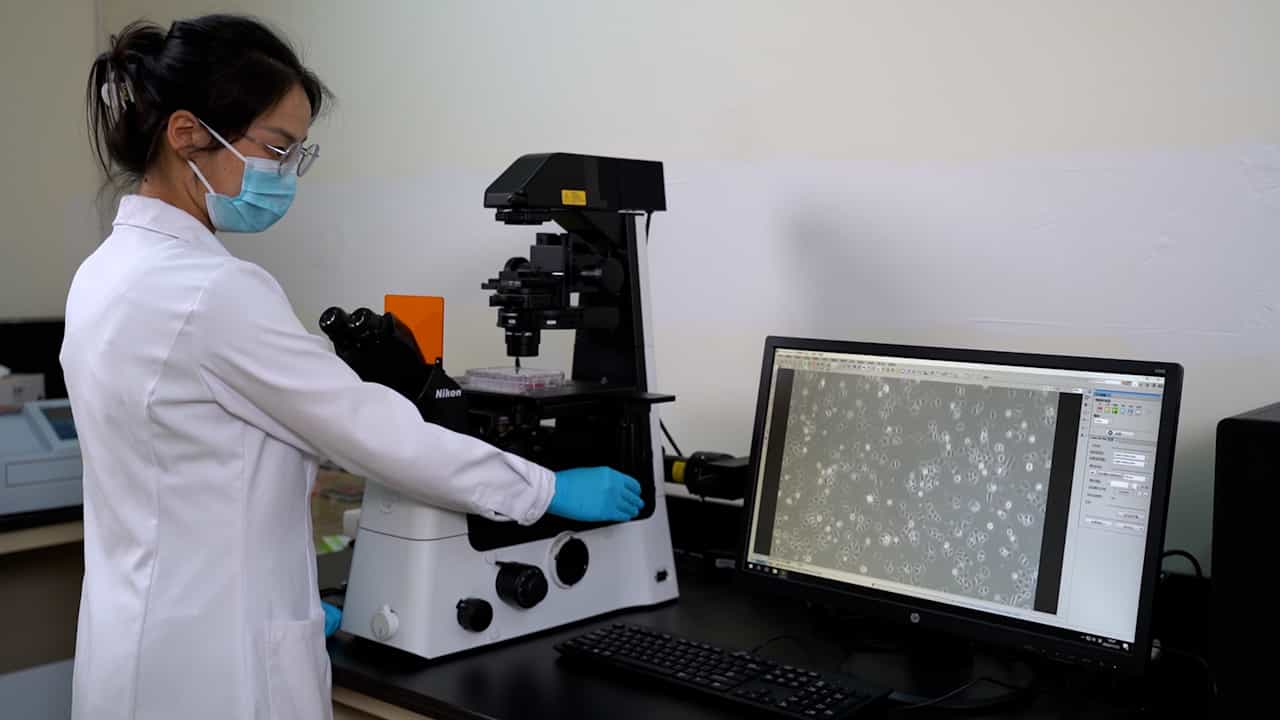 Co-culture Model Using Two Types of Adherent Cell Lines