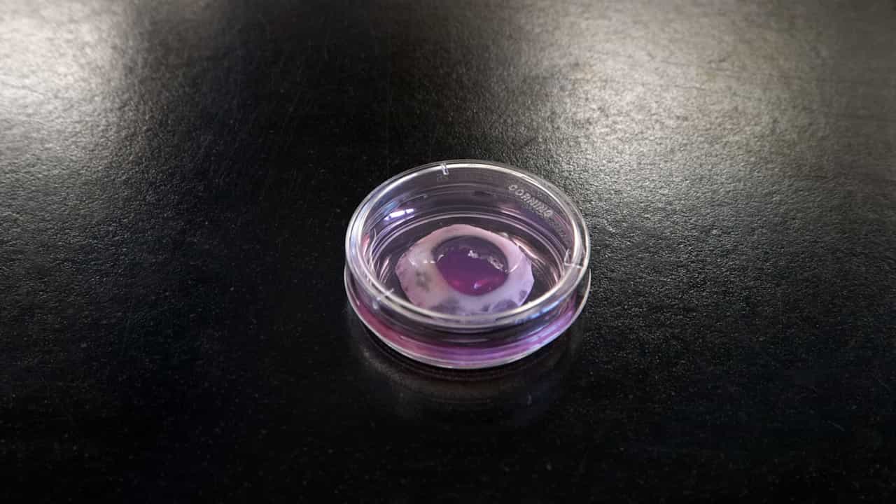 Evaluating Therapeutic and Chemical Toxicity Using Organ-Cultured Porcine Corneas and Epithelial Wound Healing