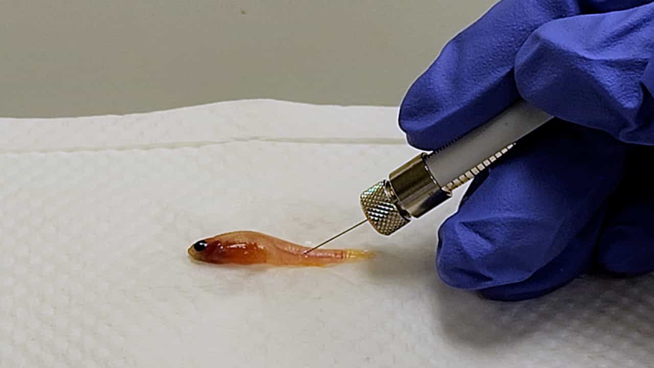 Optimized Intravenous Injection in Adult Zebrafish