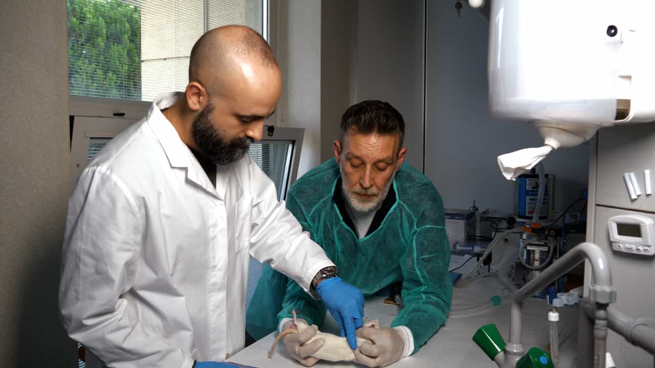 Establishment of Rat Models Mimicking Gender-affirming Hormone Therapies