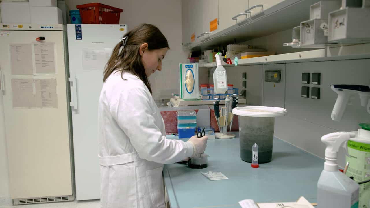 Experimental Infection of Mice with the Parasitic Nematode Strongyloides ratti ratti Infection