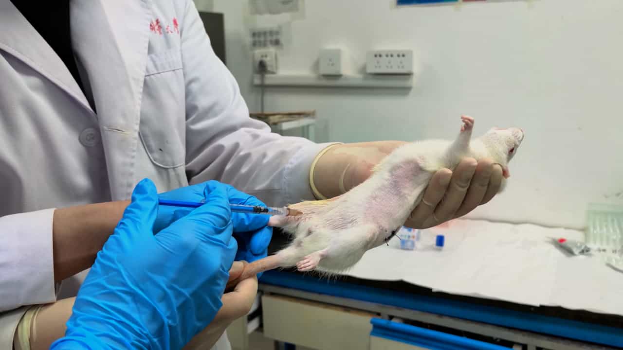 The Creation of a Rat Model for Osteosarcopenia via Ovariectomy