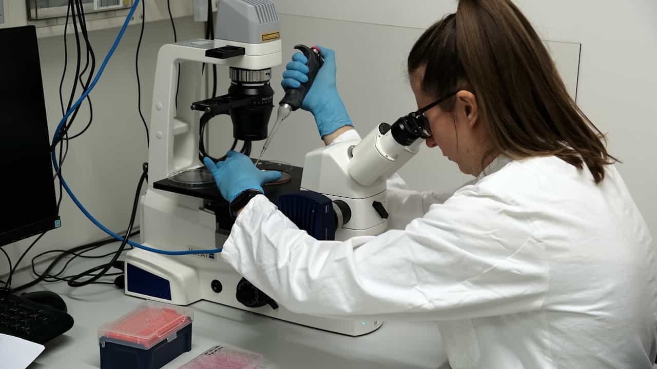 Laboratory-Engineered Glioblastoma Organoid Culture and Drug Screening