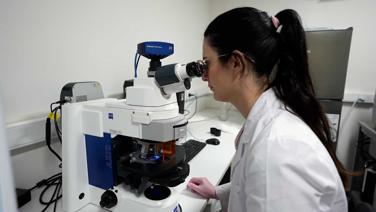 Fluorescence Assays for the Study of Mycobacterium tuberculosis Interaction with the Immune Receptor SLAMF1
