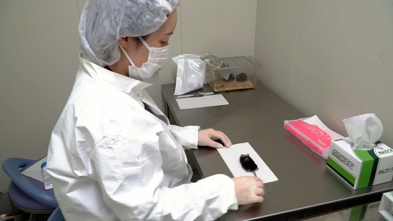 Stab-Wound Mouse Model for Studying Hemorrhage and Inflammation in Traumatic Brain Injury