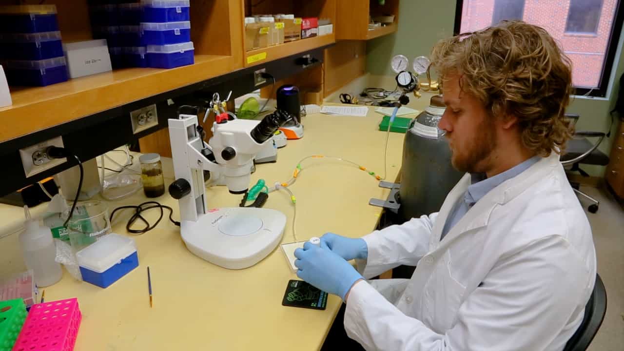 Novel And Efficient Method for Drosophila Heart Fluorescence Staining with Cryosectioning