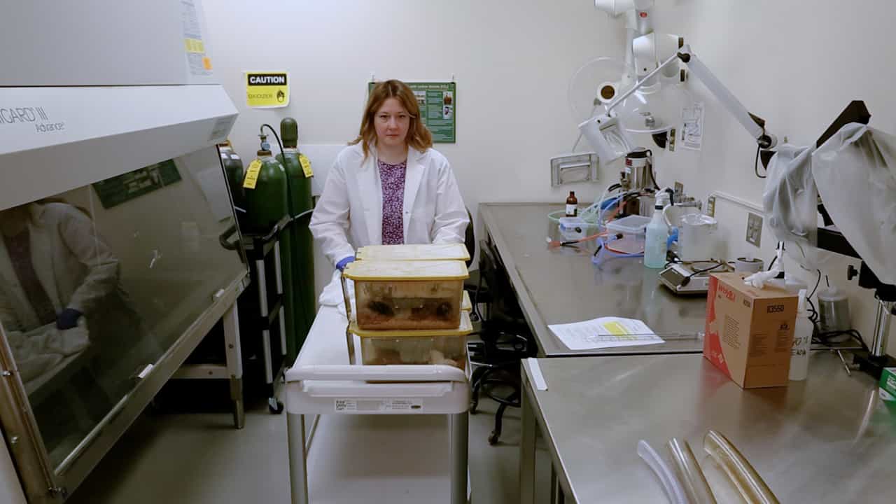Assessing Social Dominance in Mouse Models Using the Tube Test