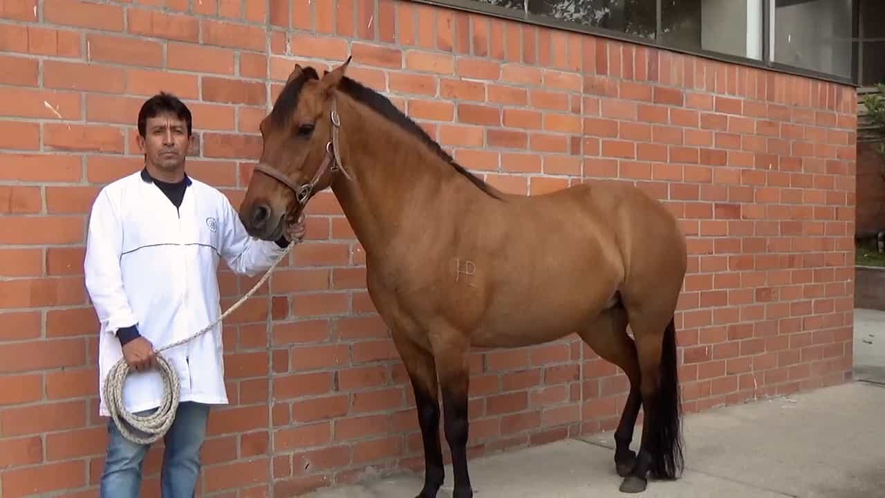 A Simple Double Centrifugation Tube Method to Obtain Platelet-rich Plasma from Equine Blood