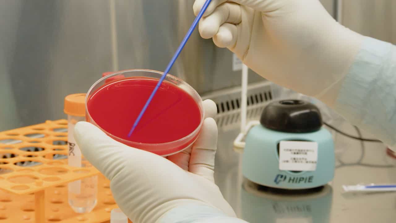 Animal Model of Implant-Associated Infections in Mice