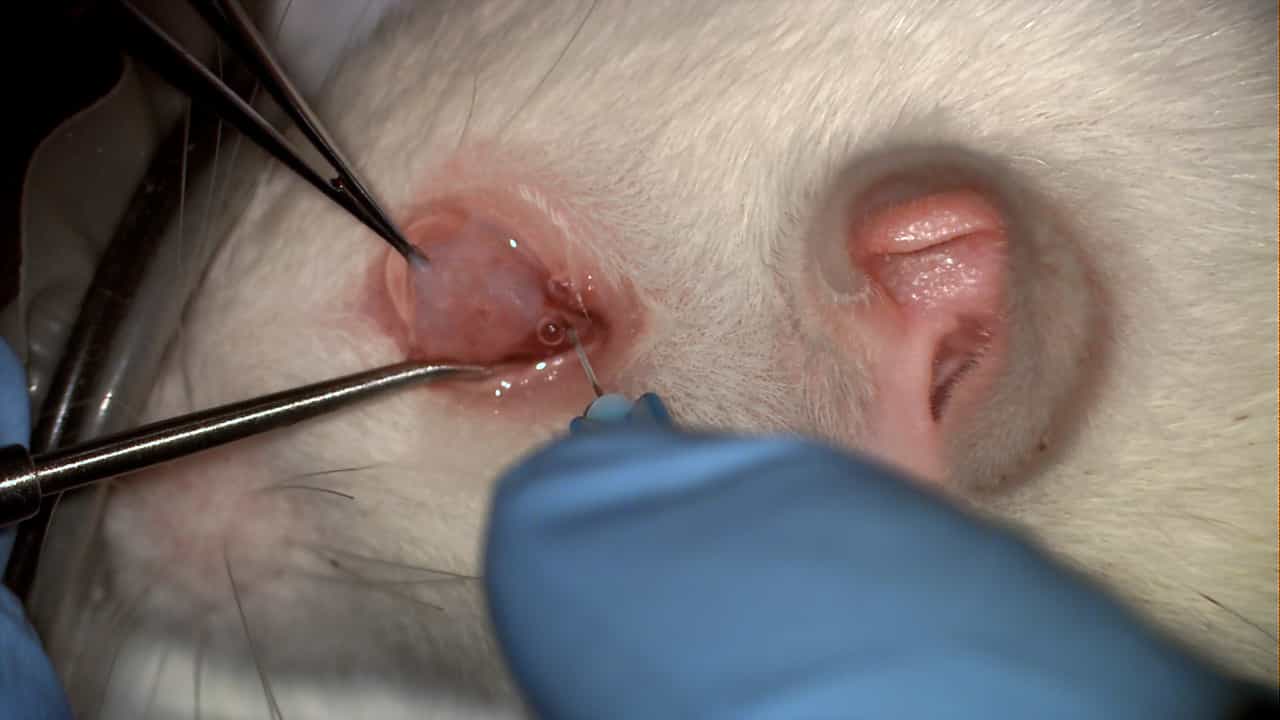 Transconjunctival Approach for Injection into the Rat Optic Nerve
