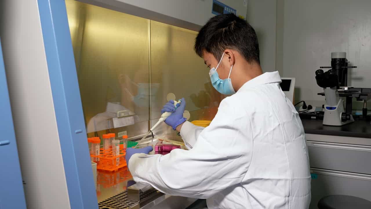 Optimizing Isolation and Purification of Murine Glomerular Mesangial Cells