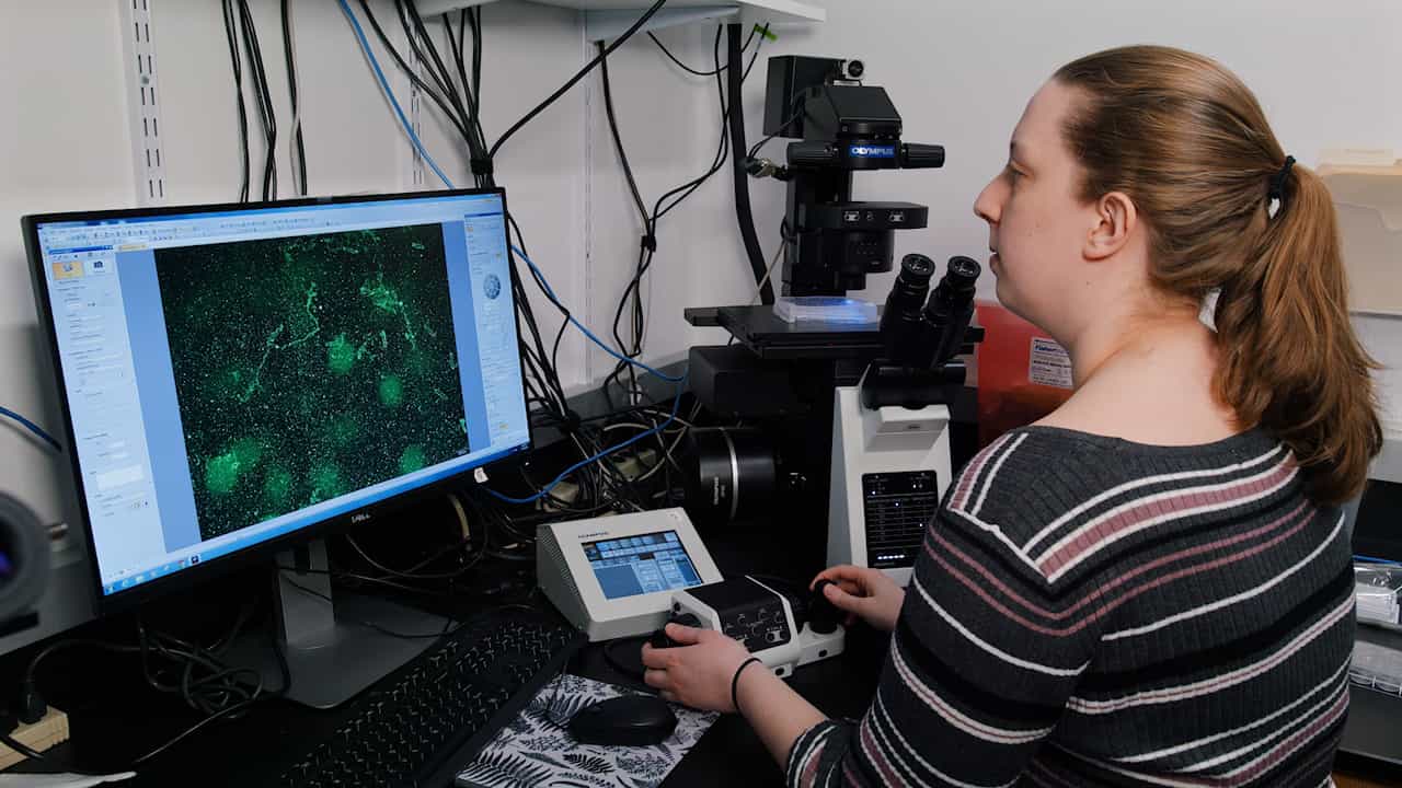 Experimental Screening Protocols, Immunocytochemistry and Microscopy-based Imaging Techniques for Penium margaritaceum