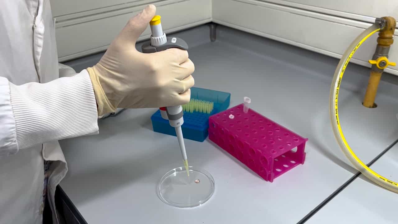 Spatula Montevideo Device for the Vitrification of Mammalian Embryos