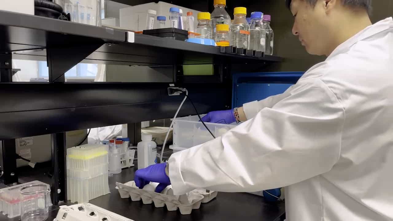In Ovo Xenografting of Patient-Derived Acute Lymphoblastic Leukemia (ALL) Cells (PDX-ALL)
