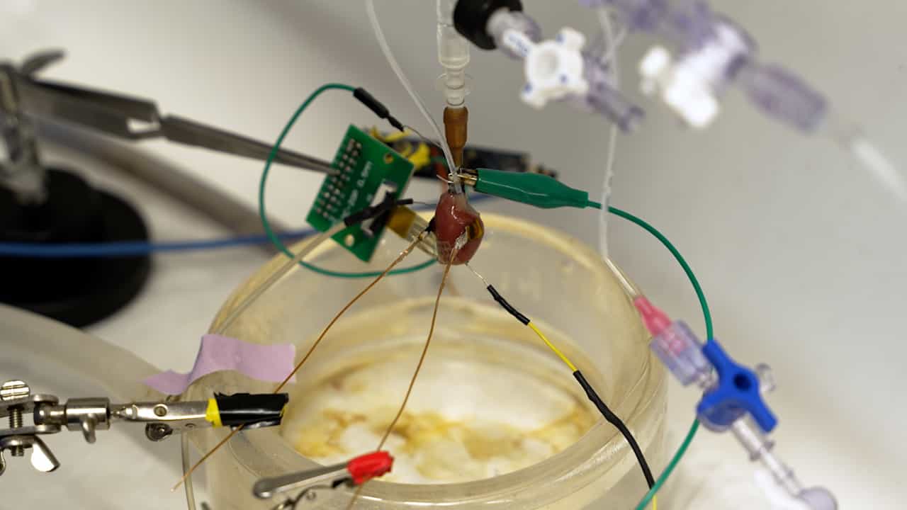 Bidirectional Electrical and Optoelectronic Interfaces in Healthy and Ischemic Ex Vivo Rat Hearts