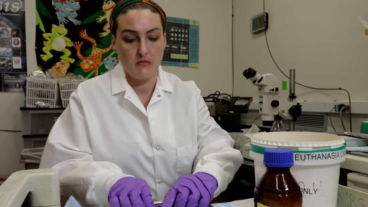 Efficient Techniques for Comprehensive Sampling of Accessible Tissues in Adult Xenopus