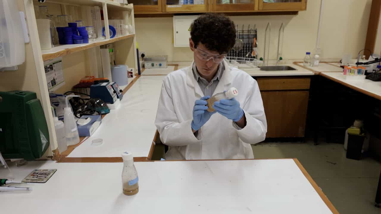 Seizure Activity Induced by Electroshock in Drosophila Larvae