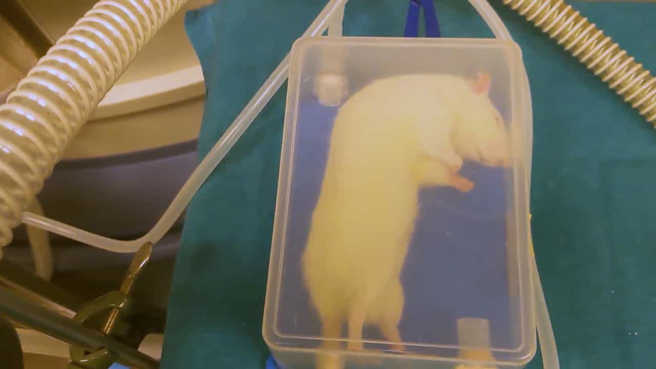 Application of Dixon's Up-and-Down Design to Estimate the Minimum Alveolar Concentration of Sevoflurane in Rats with Refined Movement Classification