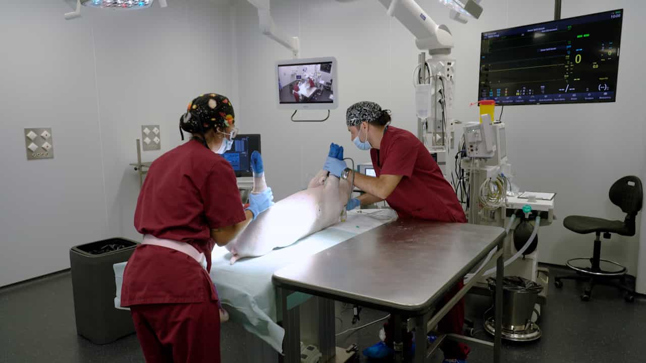 Femoral Vascular Graft Implantation in a Swine Model to Test Small-Diameter Vascular Grafts
