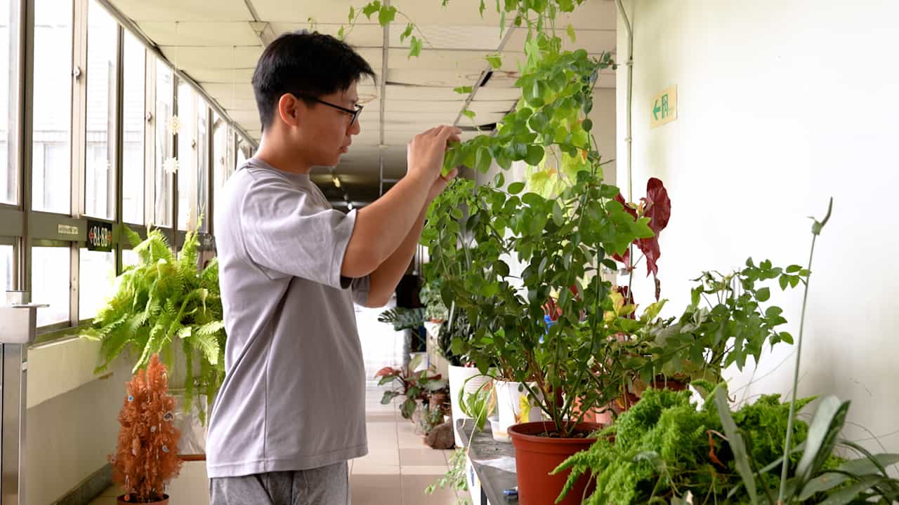 Establishment of a Chilli Thrips (Scirtothrips dorsalis Hood) Rearing System for Virulence Screening of Entomopathogenic Fungi