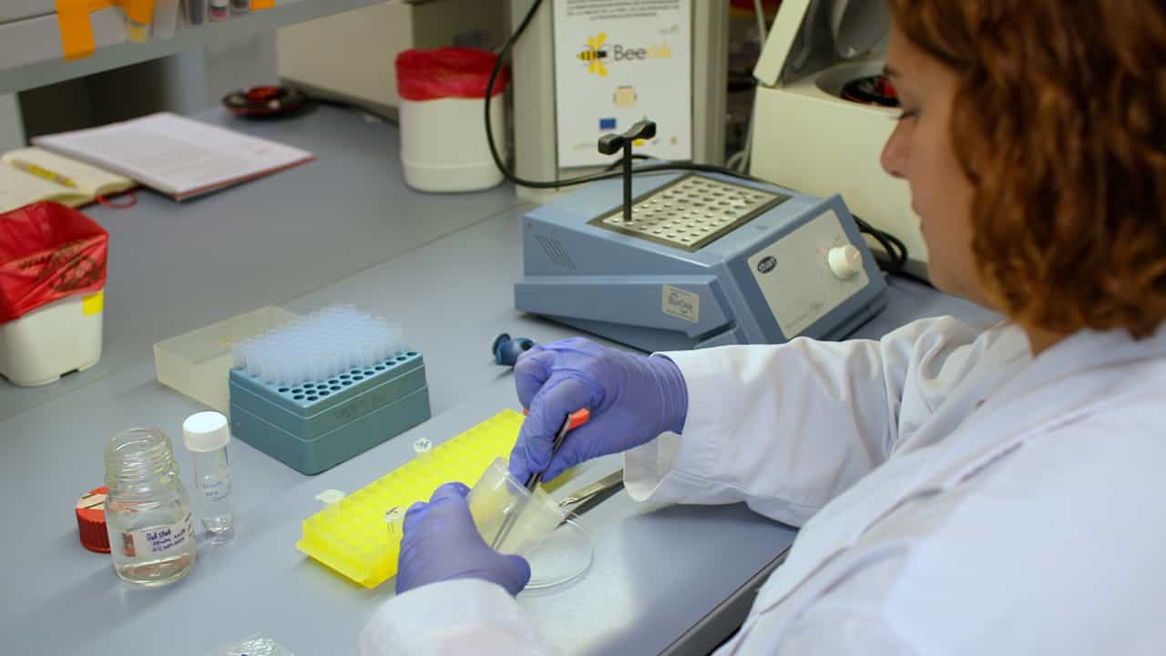 On-site DNA Detection of Trypanosomatid Parasites and Nosema ceranae Through Alkaline Lysis Coupled to RPA/CRISPR/Cas12a System