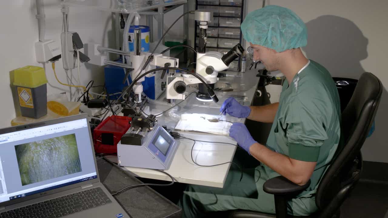 Microvascular Embolism Mouse Model for In Vivo Two-photon Microscopy Using Fluorescent Polystyrene Microspheres