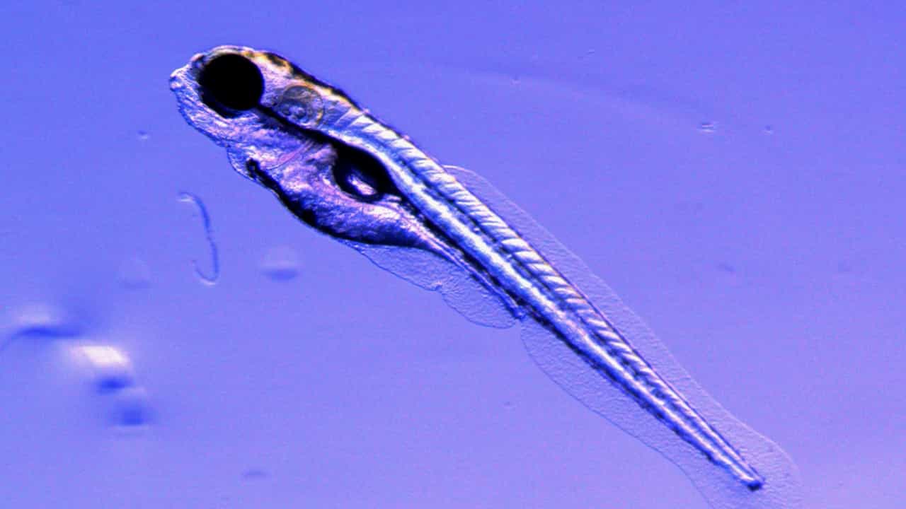 Functional Cardiac Imaging in Zebrafish Embryos Using Standard Microscopy and Video Analysis: Applications in Environmental and Biomedical Research
