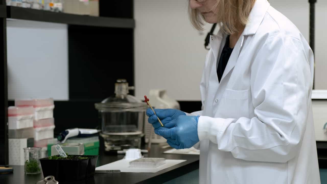 Evaluating Leaf Responses to Microbial Secondary Metabolites Using A High-Throughput Format